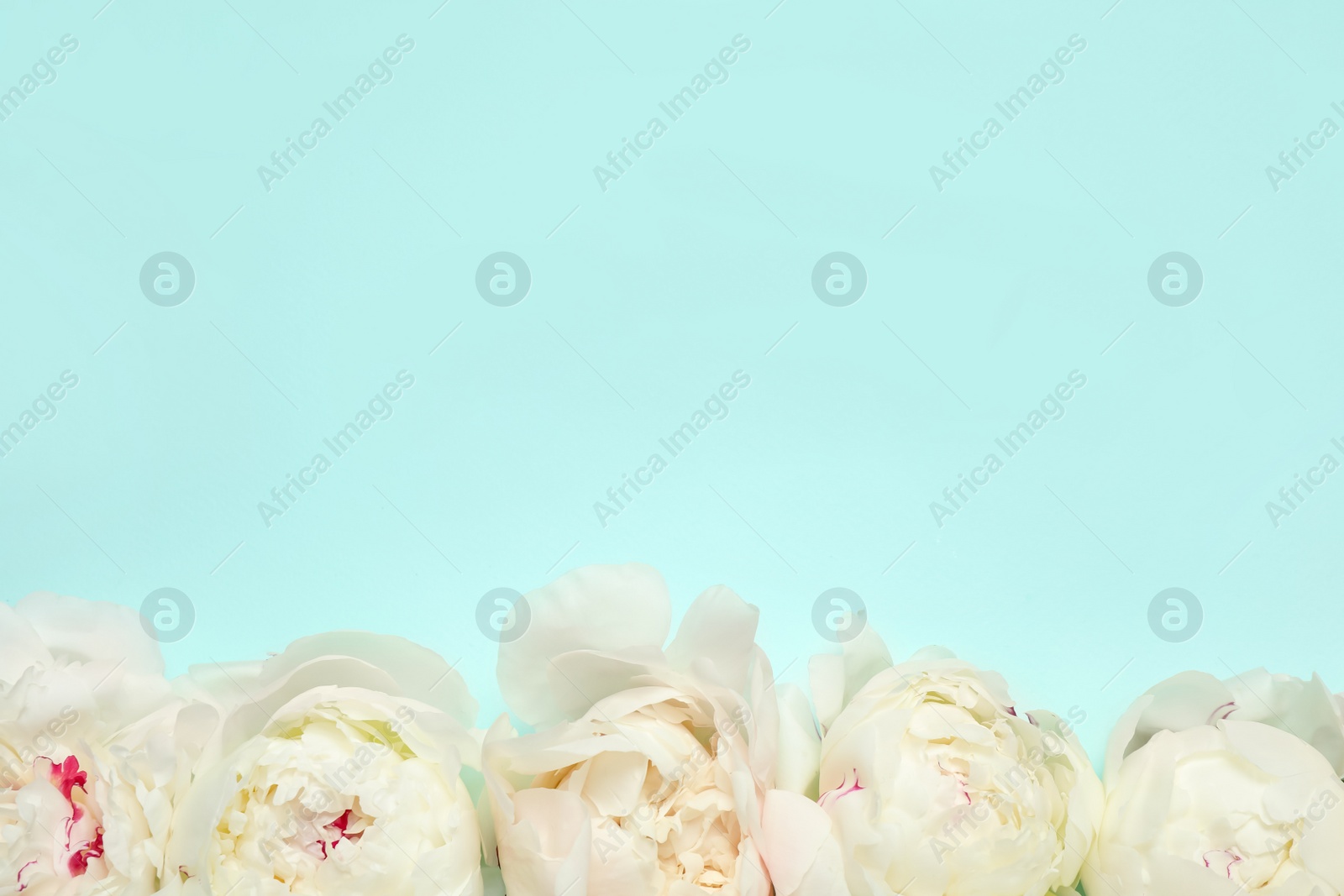 Photo of Beautiful white peonies on turquoise background, flat lay. Space for text