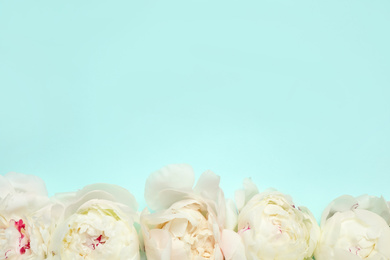 Beautiful white peonies on turquoise background, flat lay. Space for text