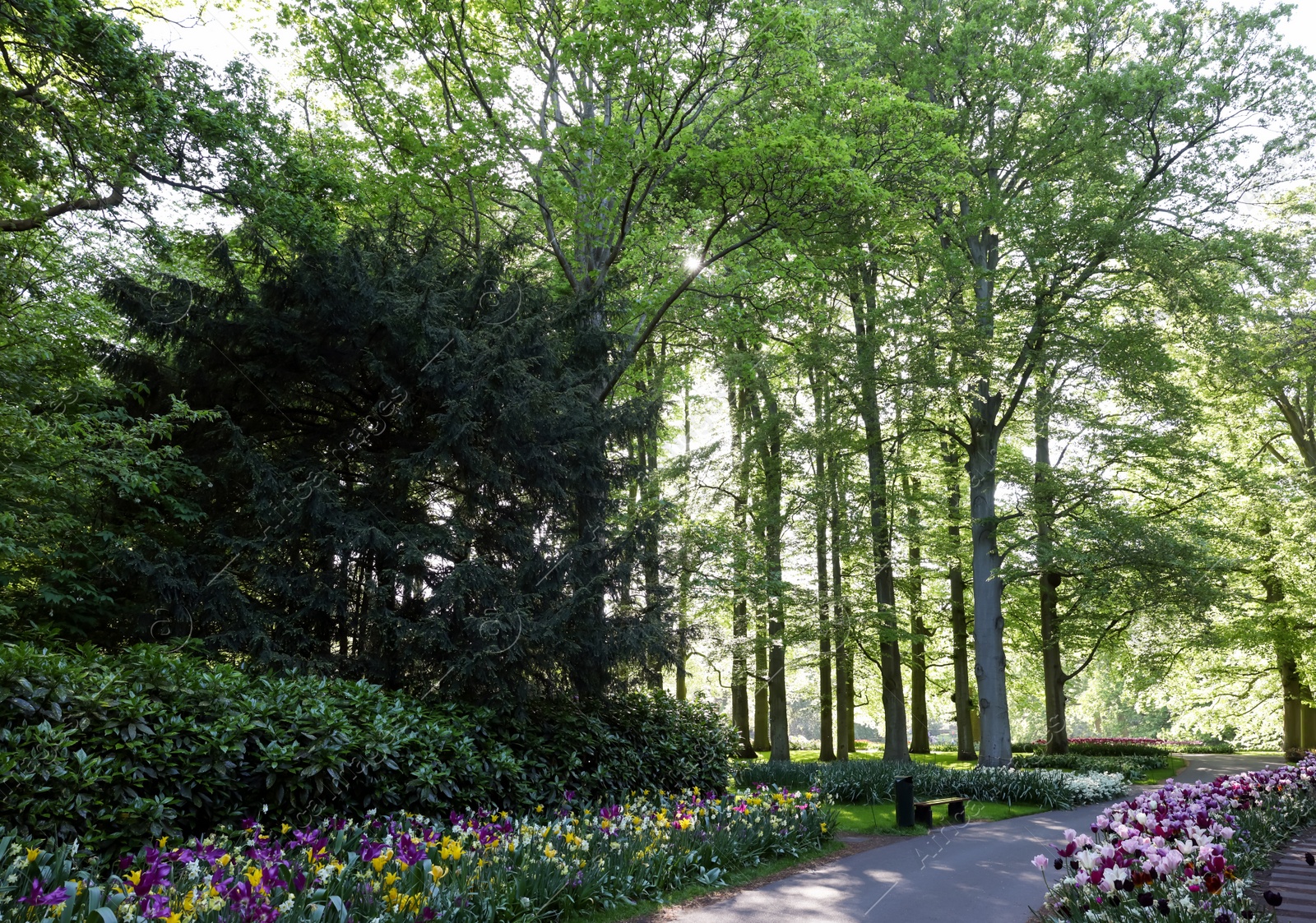 Photo of Park with beautiful flowers and green trees on sunny day. Spring season