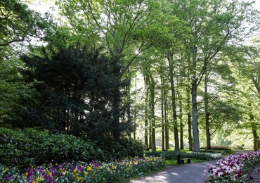 Photo of Park with beautiful flowers and green trees on sunny day. Spring season