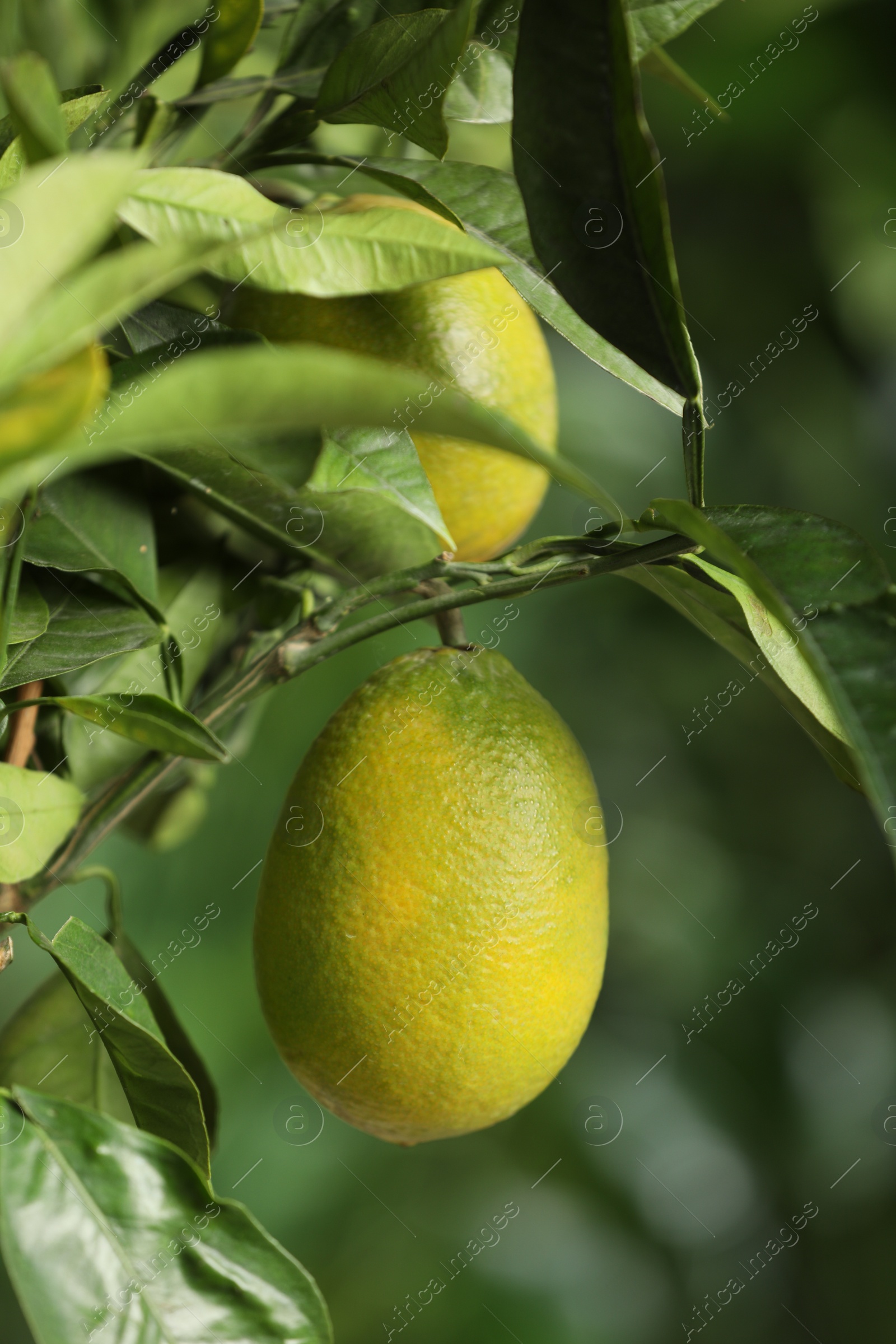 Photo of Closeup view of lemon tree with ripe fruit outdoors