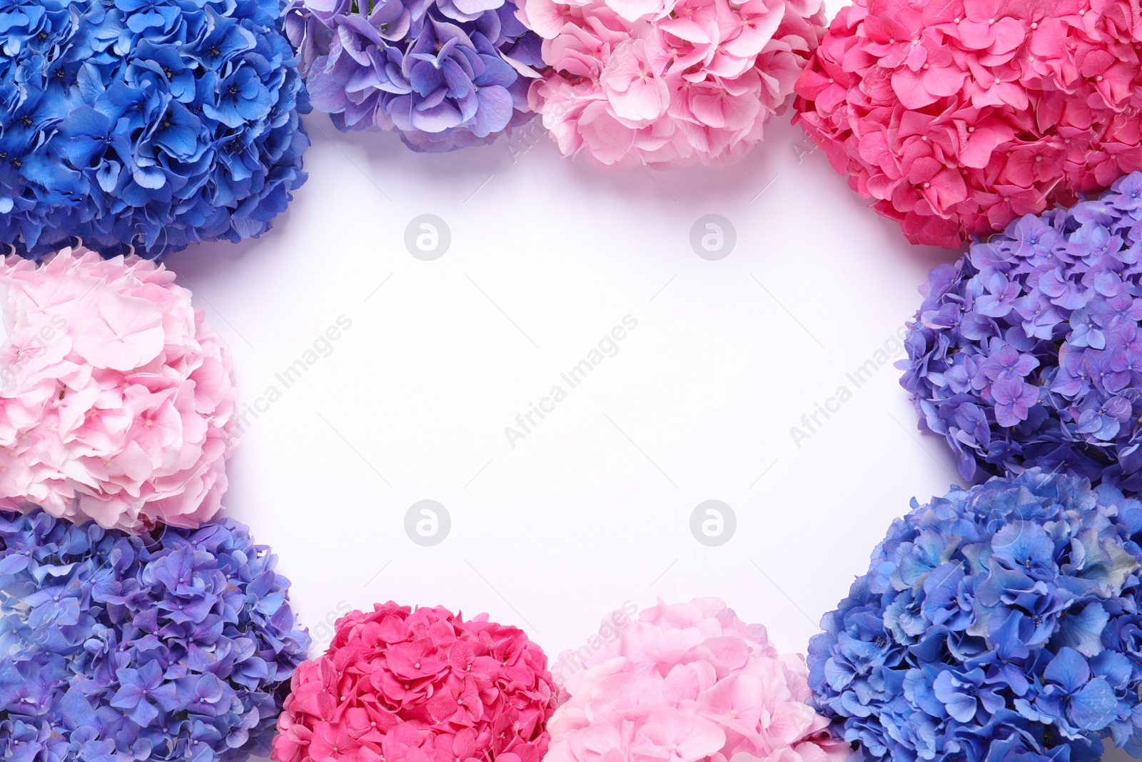 Photo of Frame of beautiful hortensia flowers on white background, flat lay. Space for text
