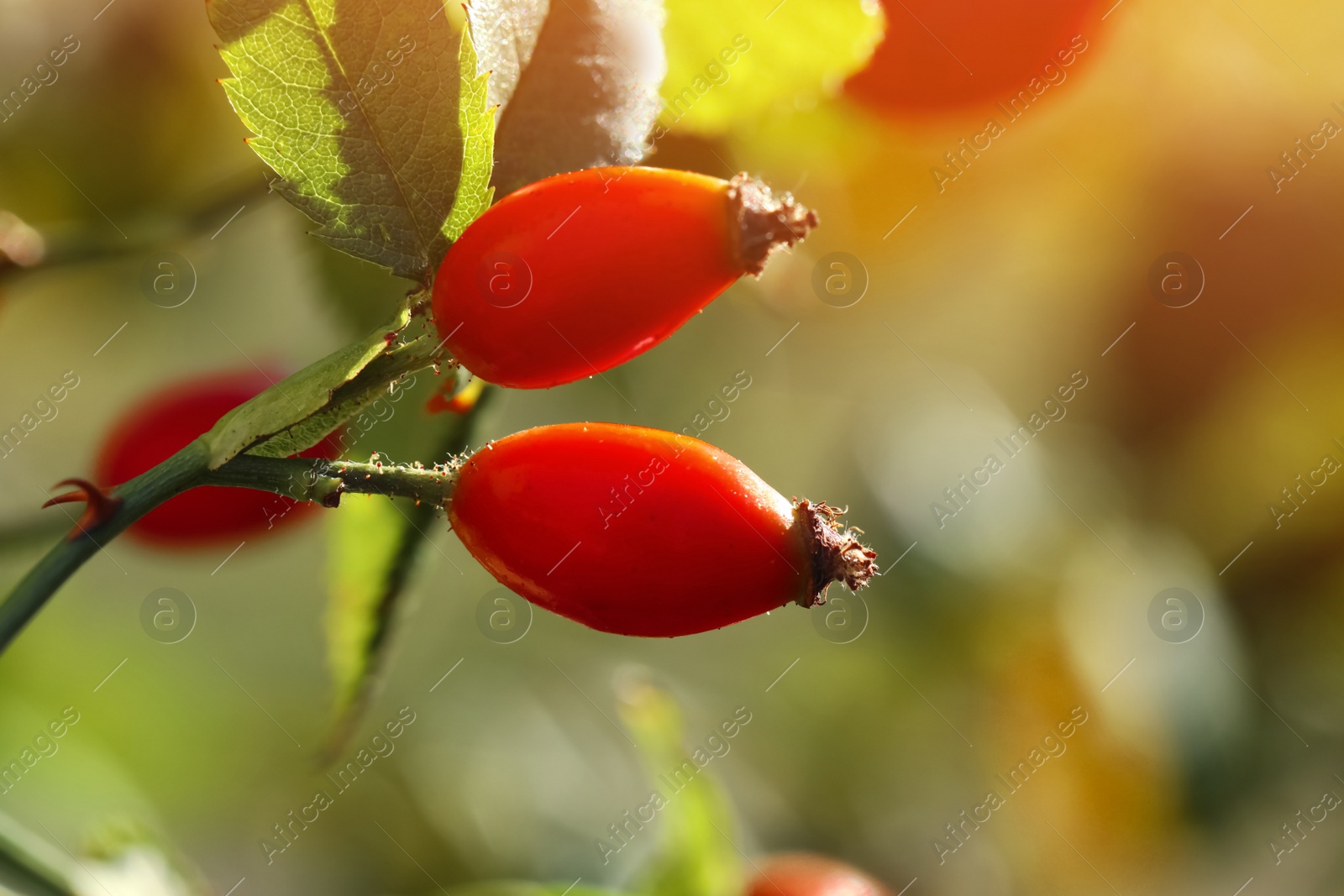 Photo of Rose hip bush with ripe red berries in garden, closeup