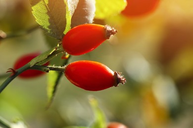 Photo of Rose hip bush with ripe red berries in garden, closeup