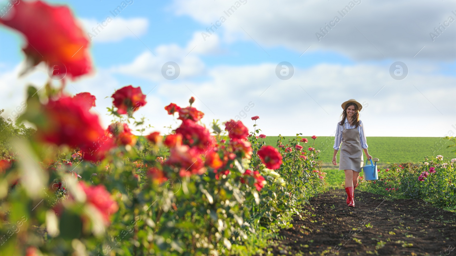 Photo of Woman with watering can walking near rose bushes outdoors. Gardening tool