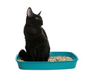 Cute black cat in litter box on white background