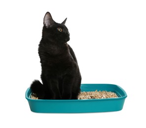 Photo of Cute black cat in litter box on white background