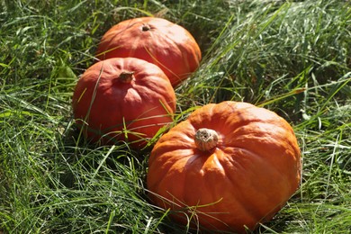 Whole ripe orange pumpkins among green grass outdoors