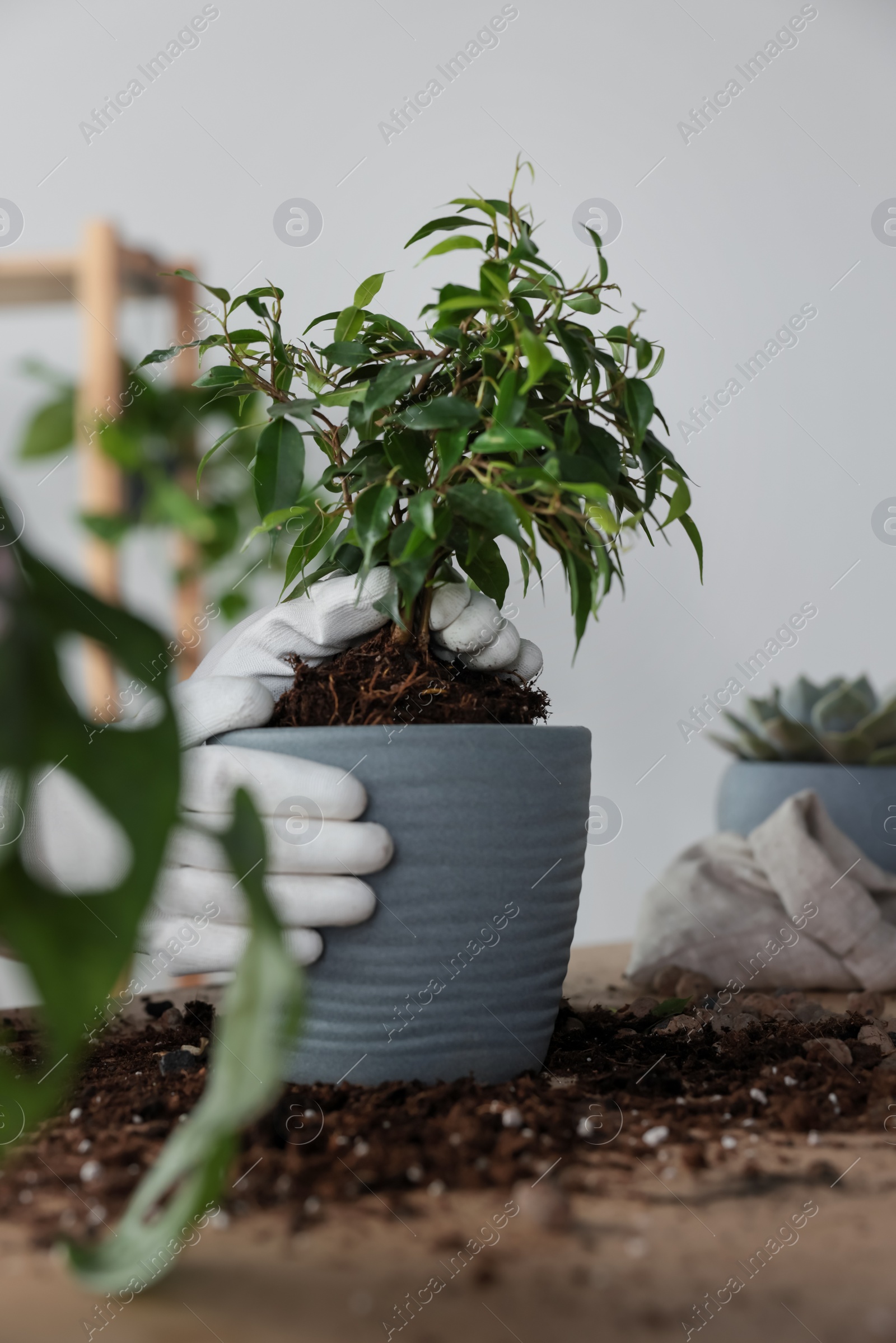 Photo of Woman planting beautiful houseplant at table indoors, closeup