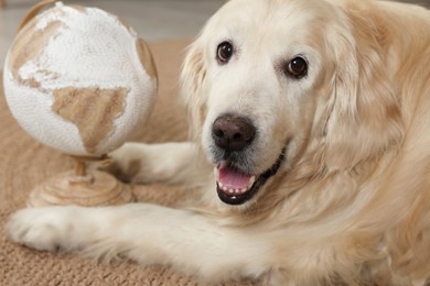 Photo of Cute golden retriever lying near globe on floor at home. Travelling with pet