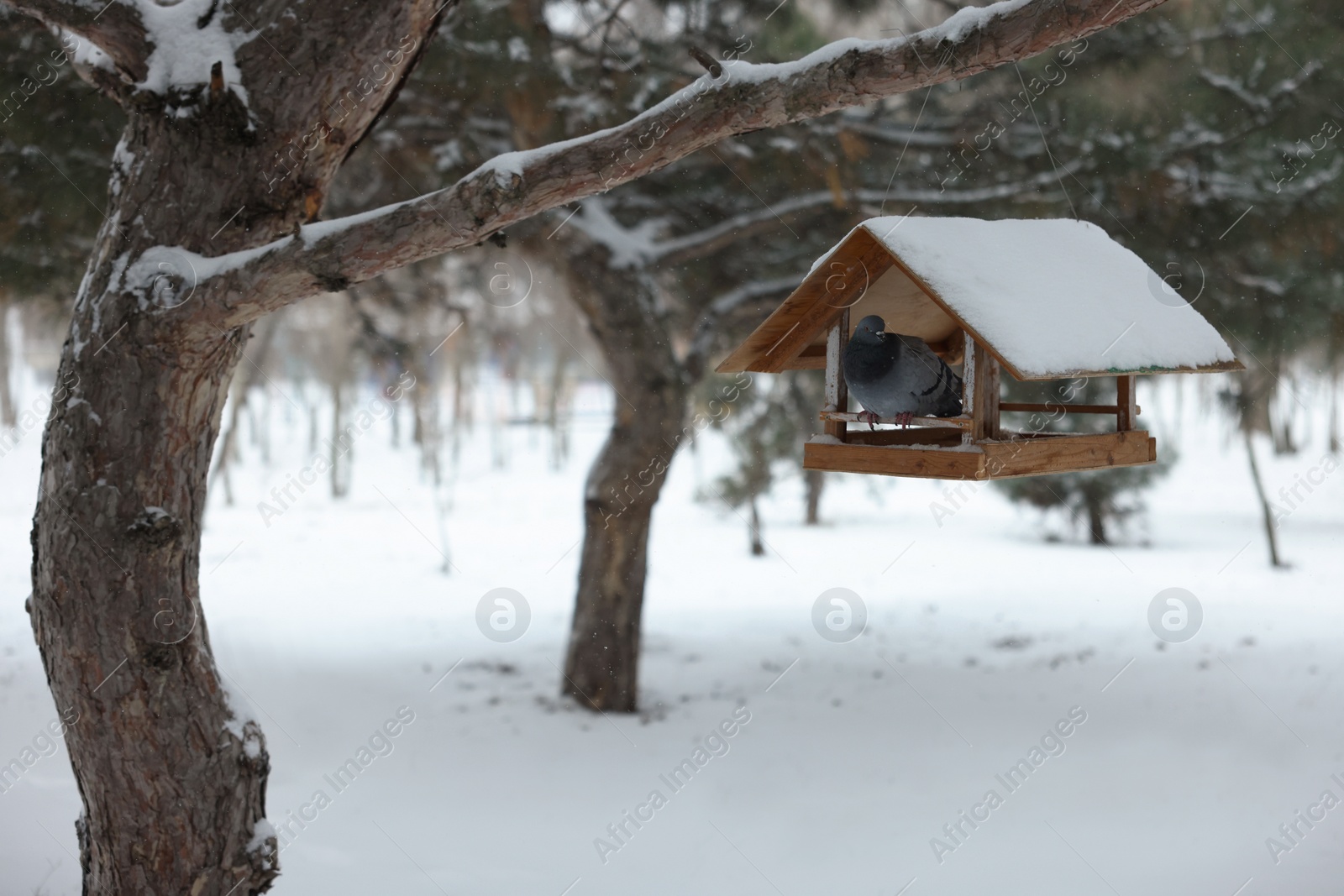 Photo of Cute pigeon on wooden bird feeder in snowy park