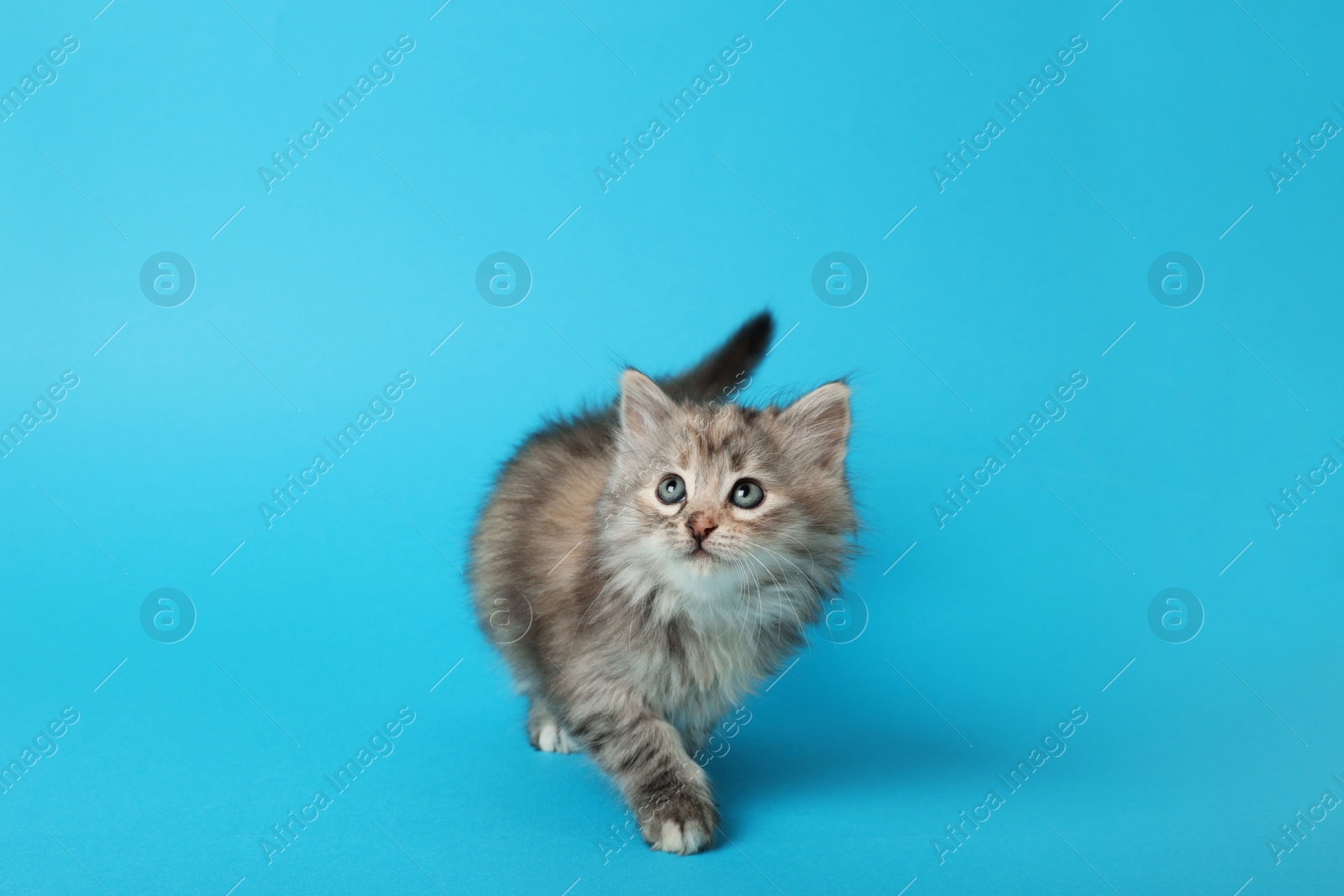 Photo of Cute kitten on light blue background. Space for text