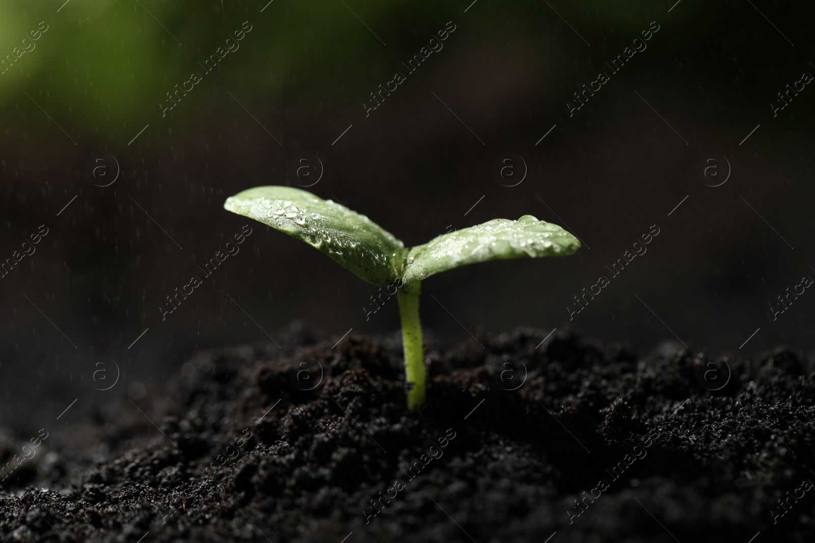 Photo of Young seedling in fertile soil under rain