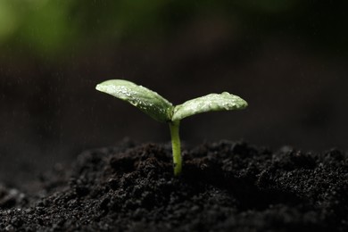 Photo of Young seedling in fertile soil under rain