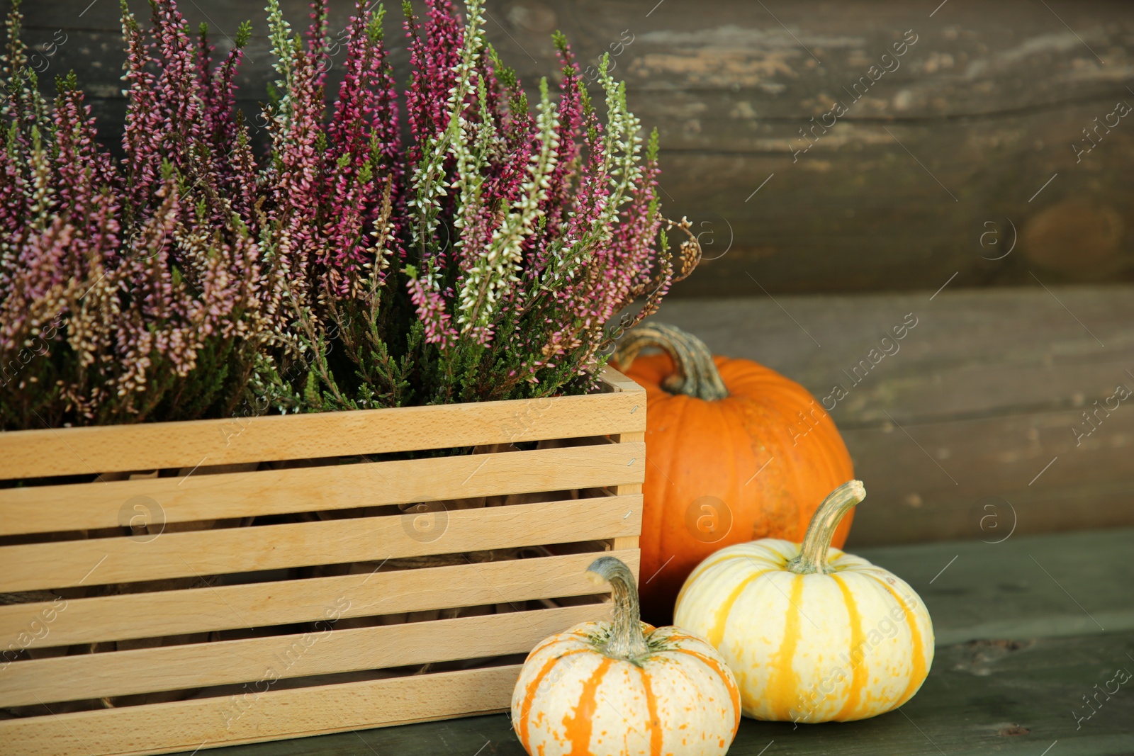 Photo of Beautiful heather flowers in crate and pumpkins on table near wooden wall, selective focus. Space for text