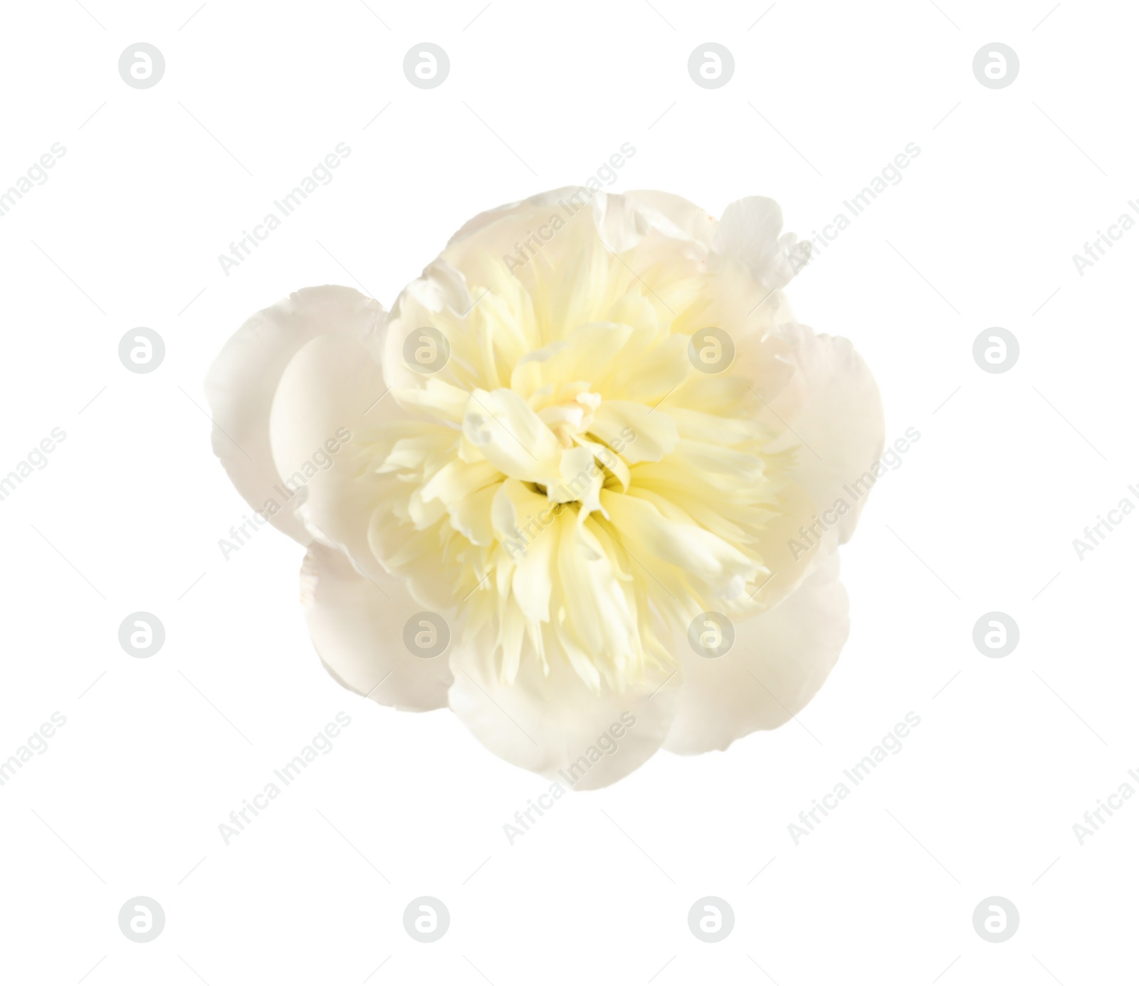 Photo of Beautiful fresh peony flower on white background, top view