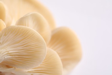 Photo of Fresh oyster mushrooms on white background, macro view. Space for text