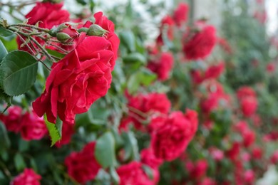 Photo of Closeup viewbeautiful blooming rose bush outdoors. Space for text