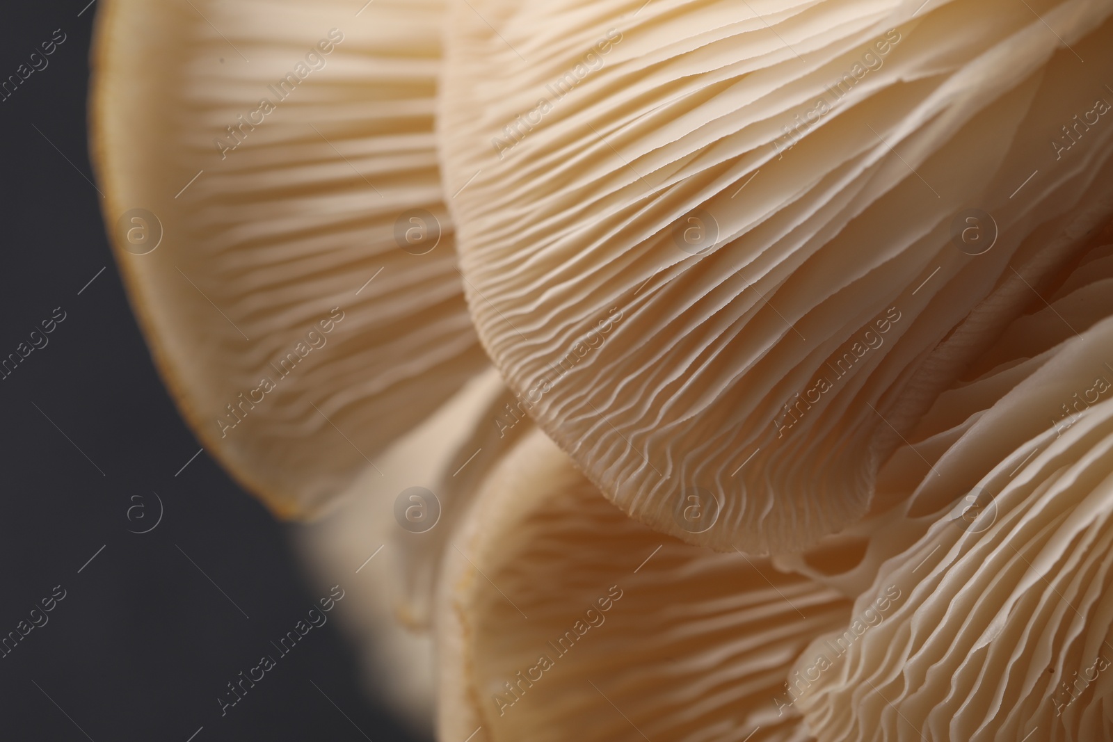 Photo of Fresh oyster mushrooms on black background, macro view