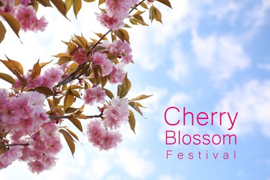 Image of Cherry Blossom Festival. Beautiful blossoming pink sakura tree outdoors