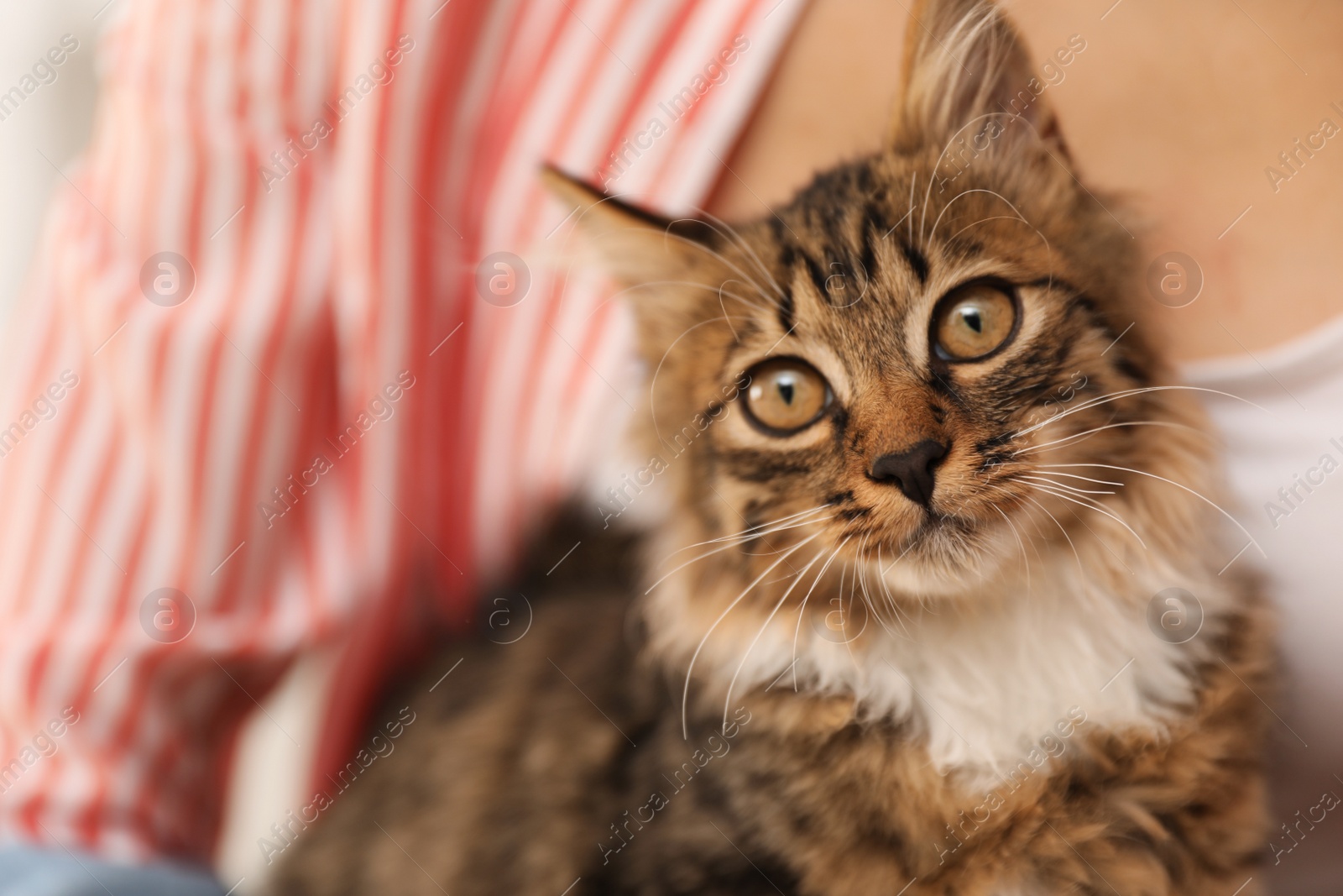 Photo of Woman with cat, closeup. Owner and pet