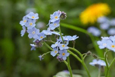 Photo of Beautiful forget-me-not flowers growing outdoors. Spring season