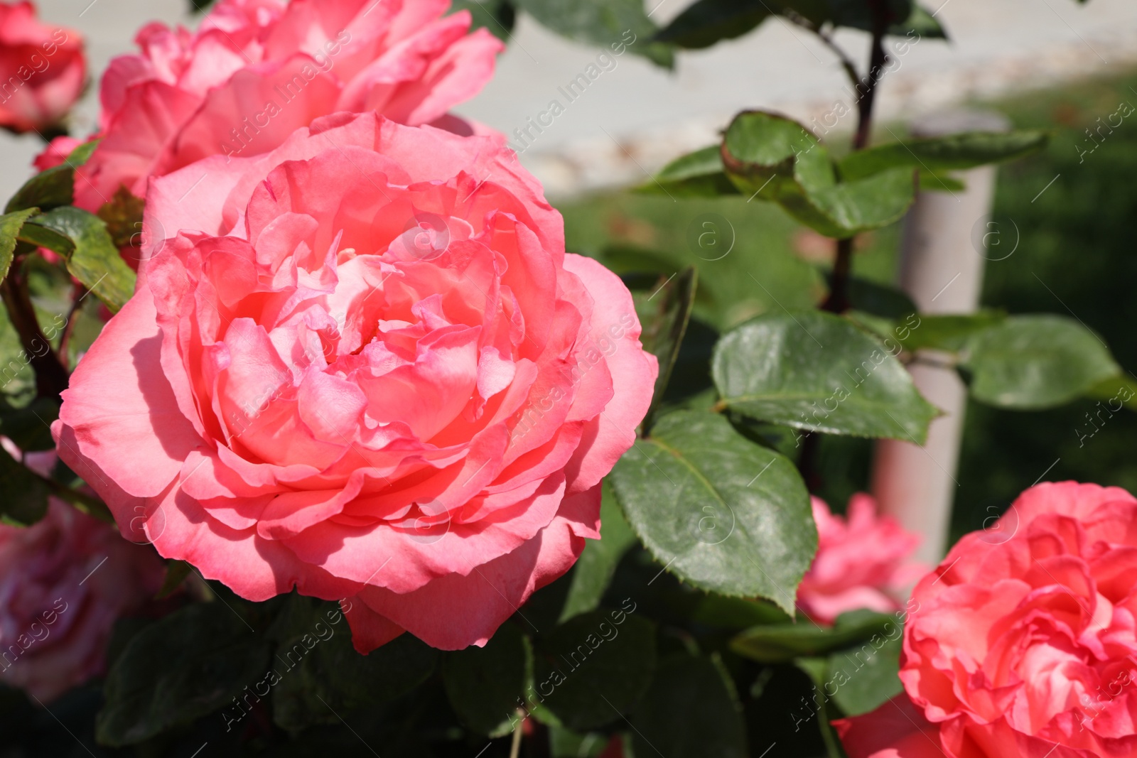 Photo of Beautiful blooming pink roses on bush outdoors, closeup. Space for text