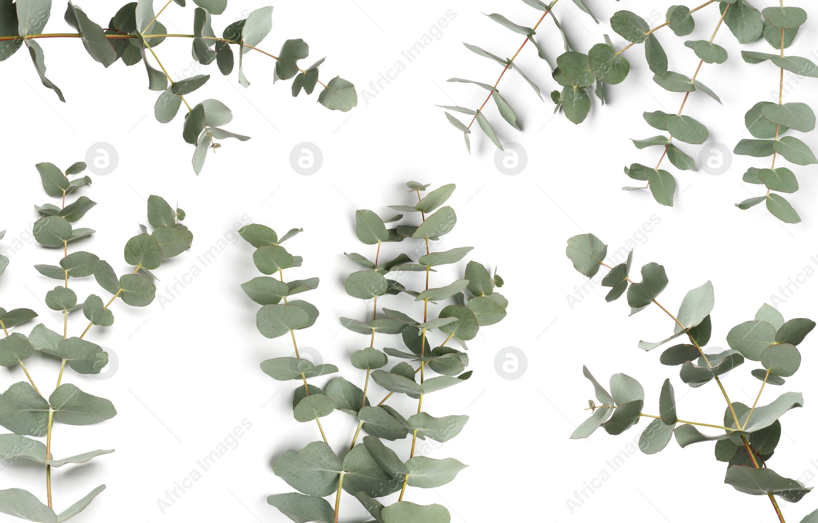 Image of Eucalyptus branches with fresh leaves on white background, collage