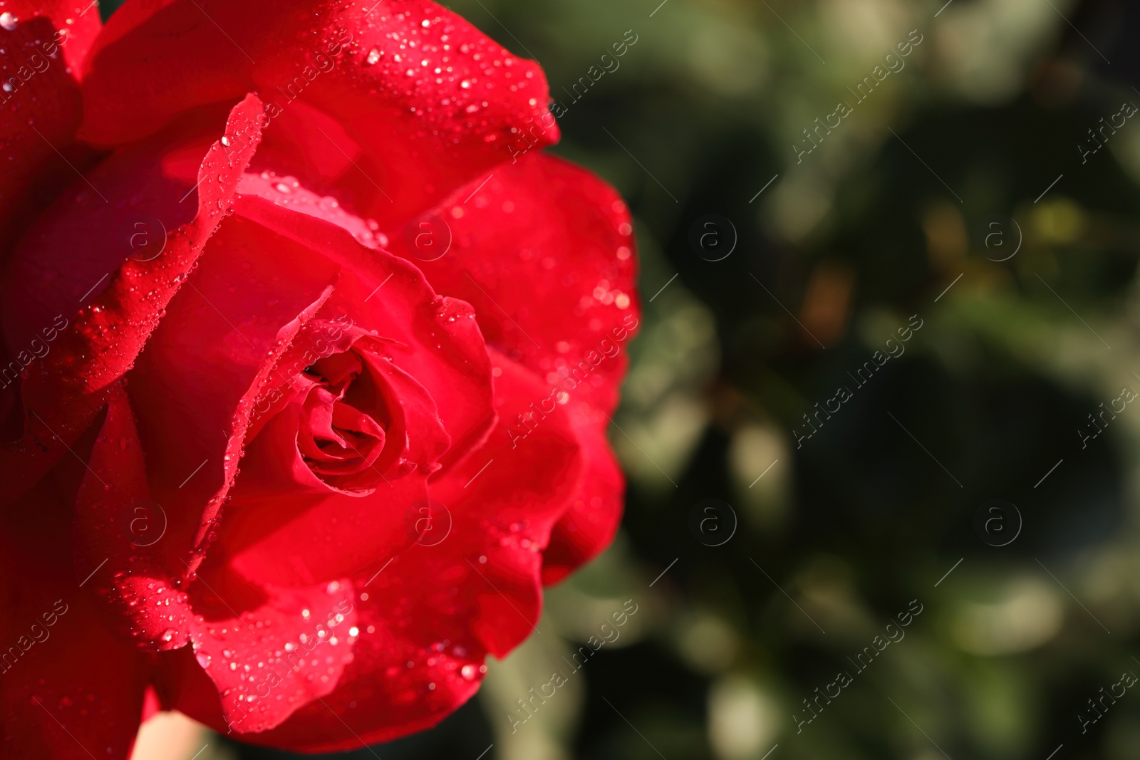 Photo of Closeup view of beautiful blooming rose against blurred background, space for text