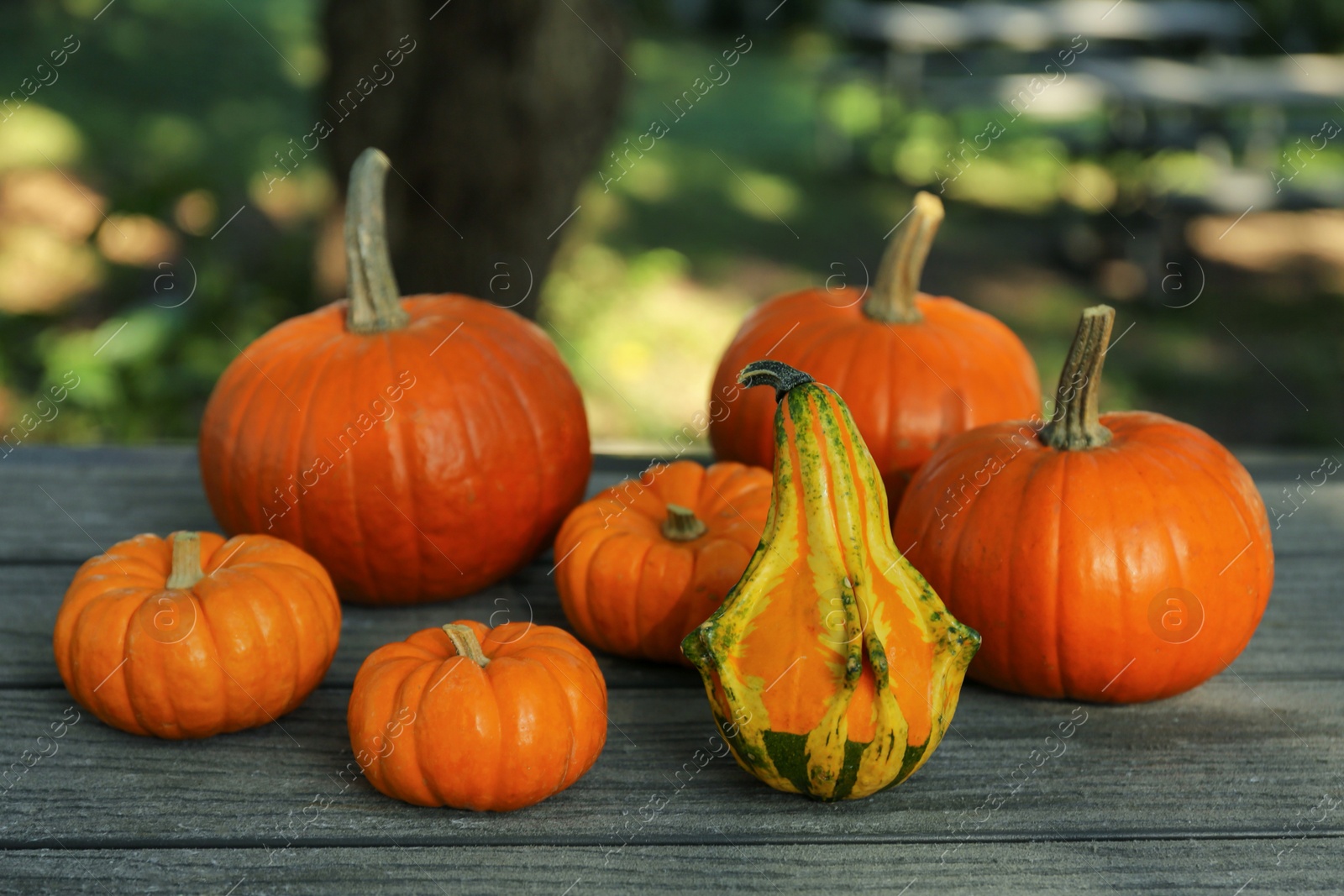 Photo of Many whole ripe pumpkins on wooden table outdoors