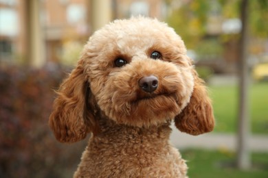 Photo of Cute fluffy dog on blurred background, closeup