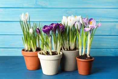 Photo of Different beautiful potted crocus flowers on blue wooden table