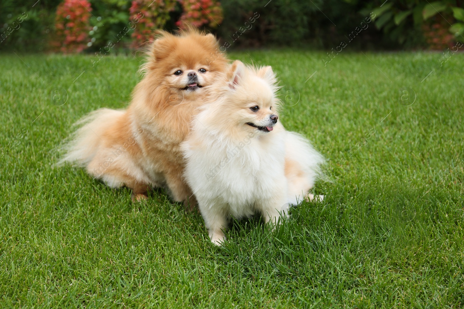 Photo of Cute Pomeranians on green grass outdoors. Dog walking