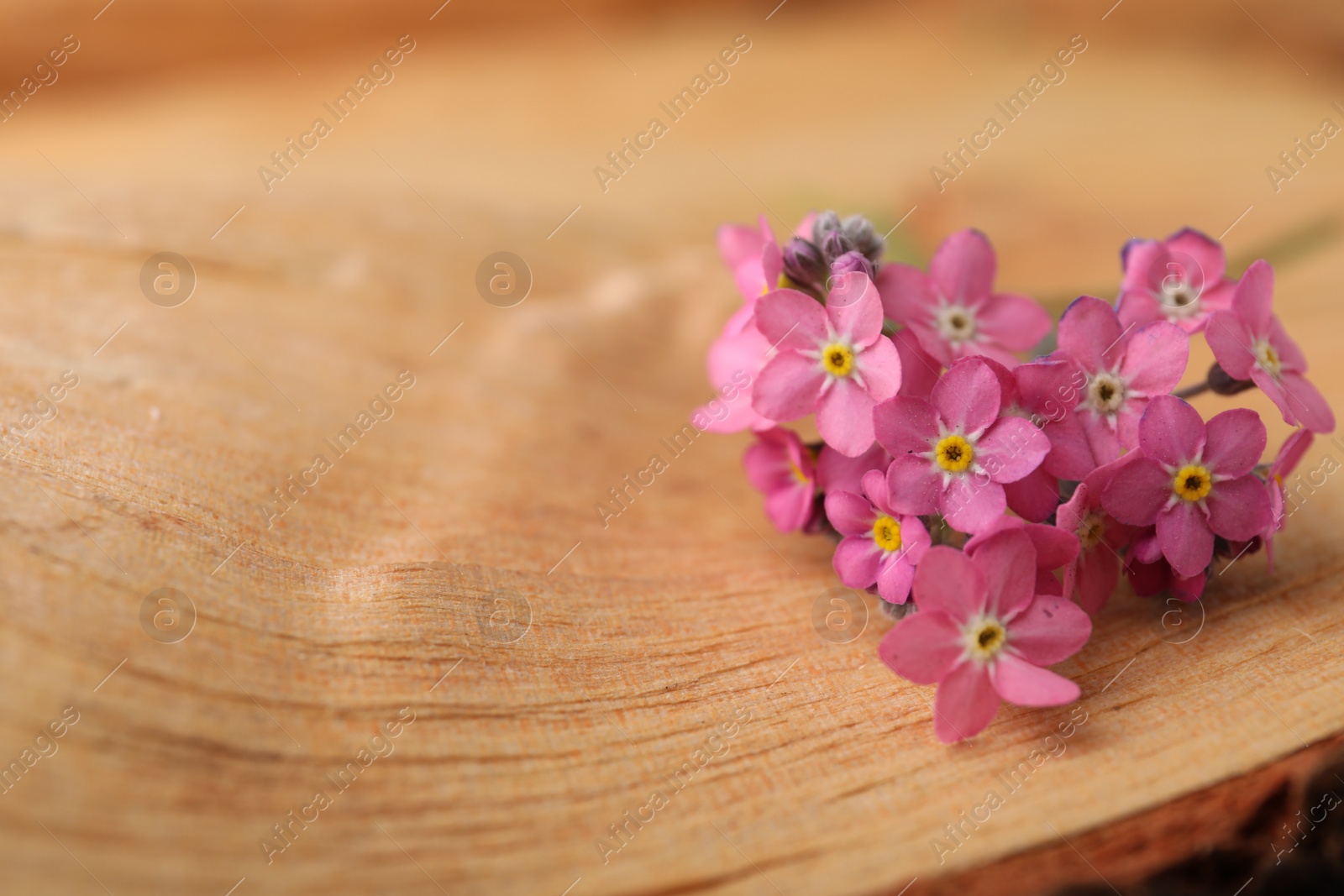Photo of Beautiful pink forget-me-not flowers on wooden table, closeup. Space for text