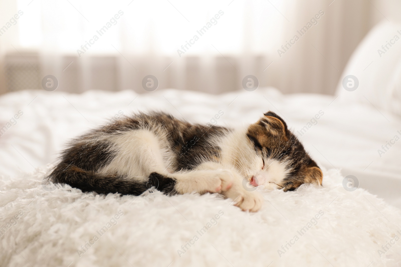 Photo of Adorable little kitten sleeping on white pillow indoors