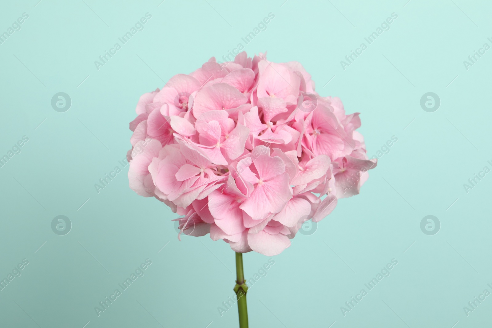 Photo of Delicate pink hortensia flowers on turquoise background