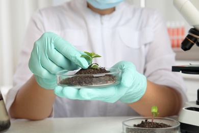 Photo of Scientist holding Petri dish with soil and sprouted plant over white table, closeup. Biological chemistry