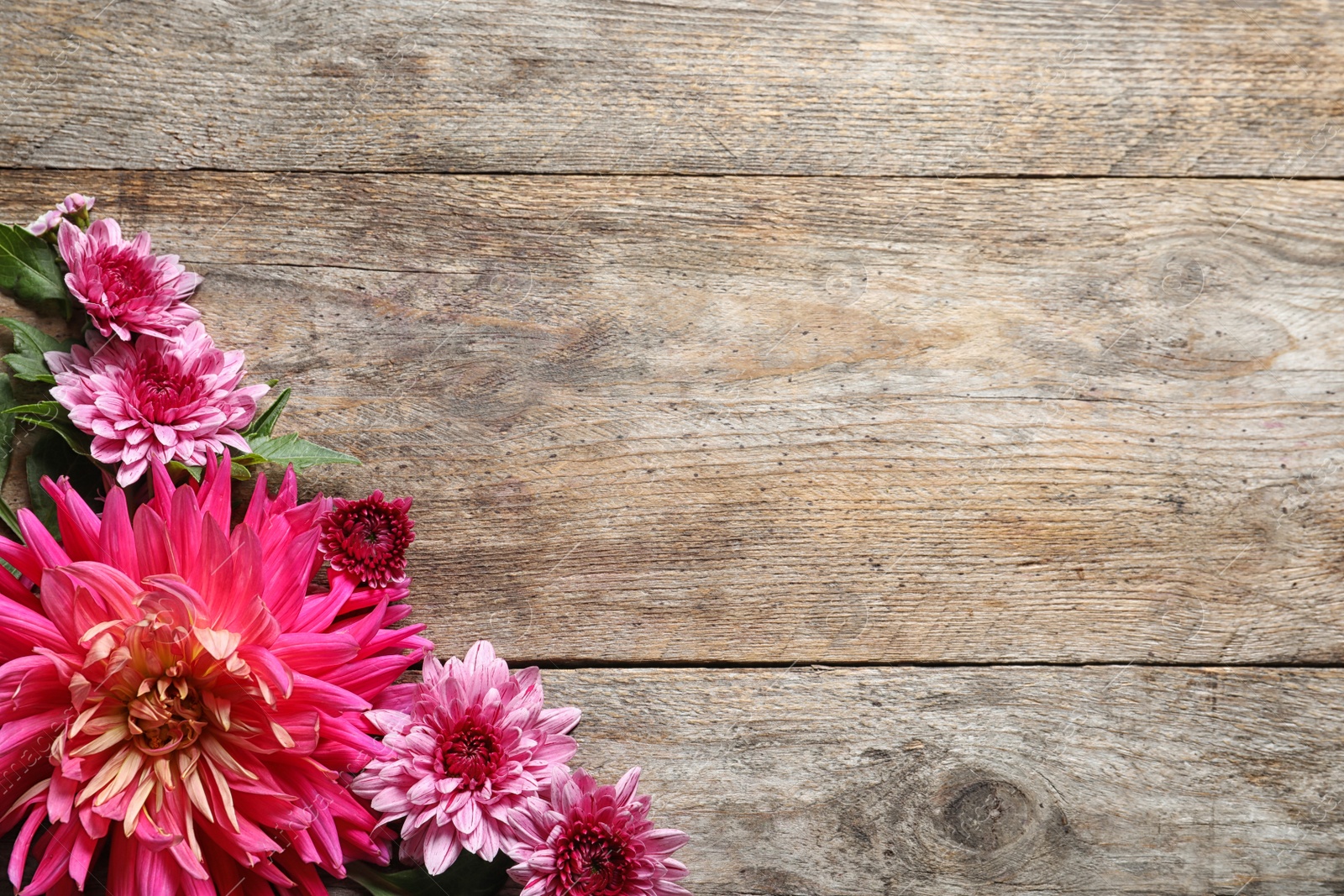 Photo of Flat lay composition with beautiful dahlia flowers and space for text on wooden background