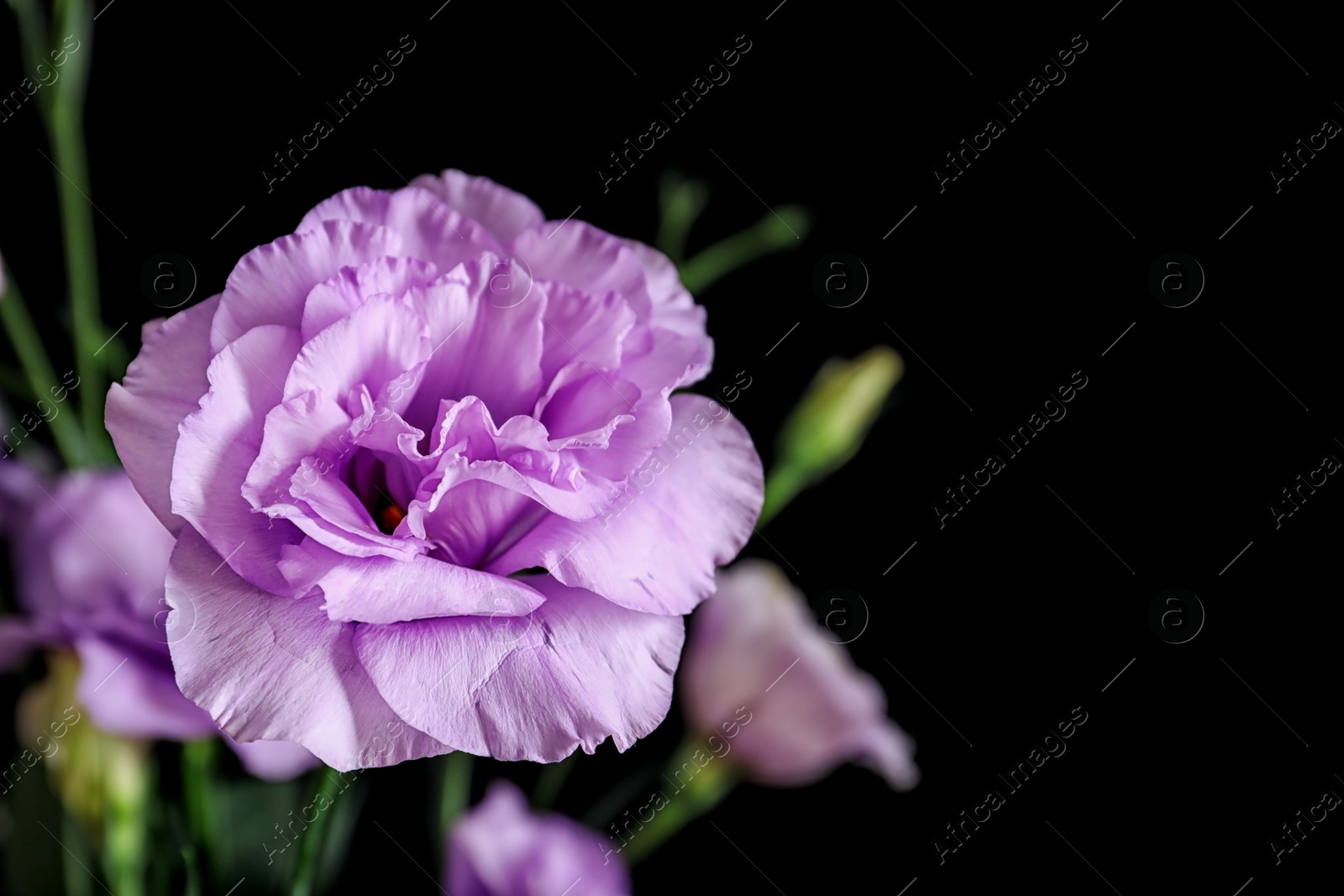 Photo of Beautiful Eustoma flower on dark background, closeup