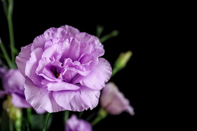 Photo of Beautiful Eustoma flower on dark background, closeup