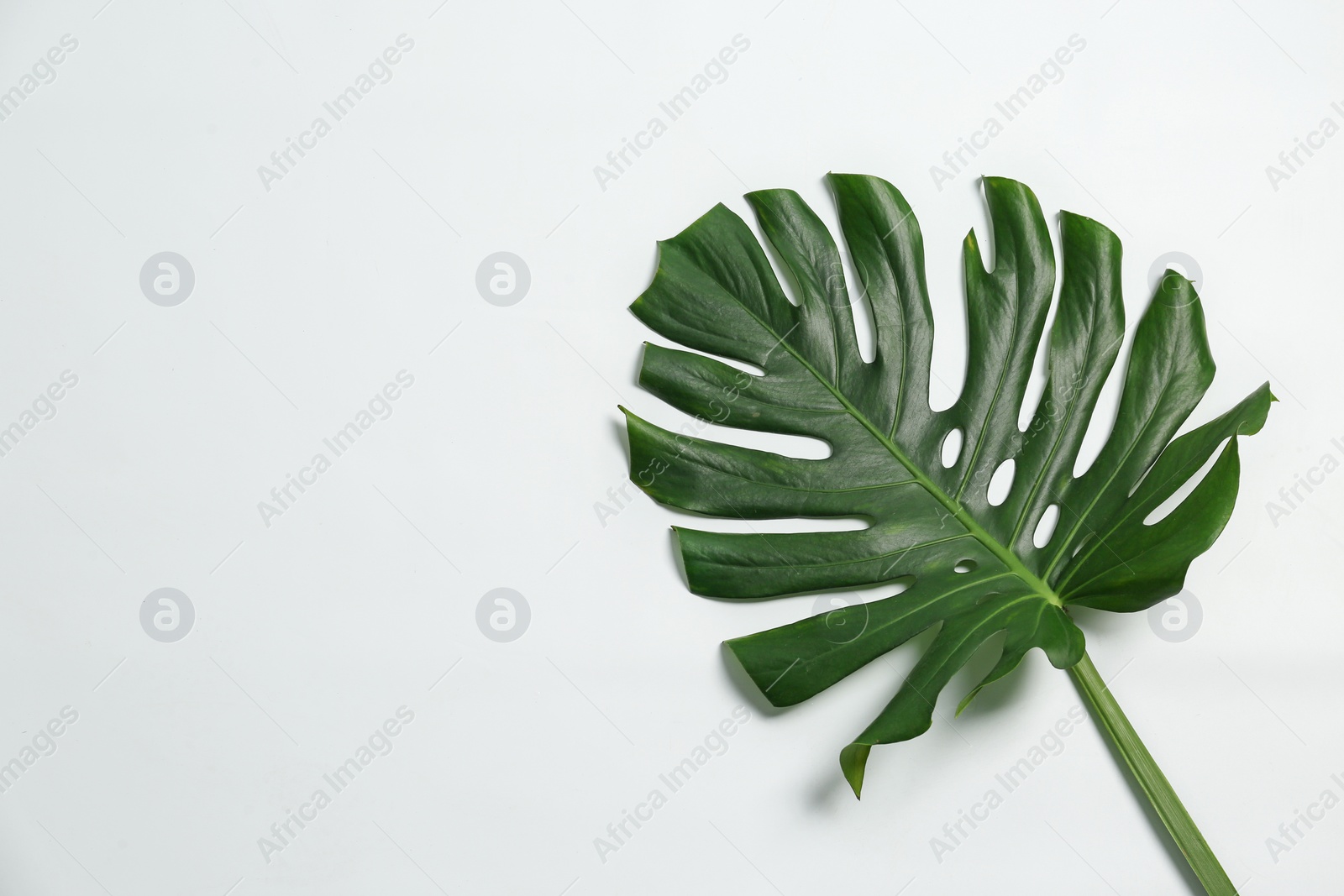 Photo of Beautiful tropical leaf on white background