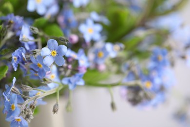 Beautiful forget-me-not flowers on blurred background, closeup