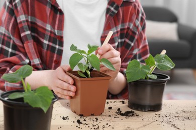 Photo of Woman planting seedlings into pot at wooden table indoors, closeup