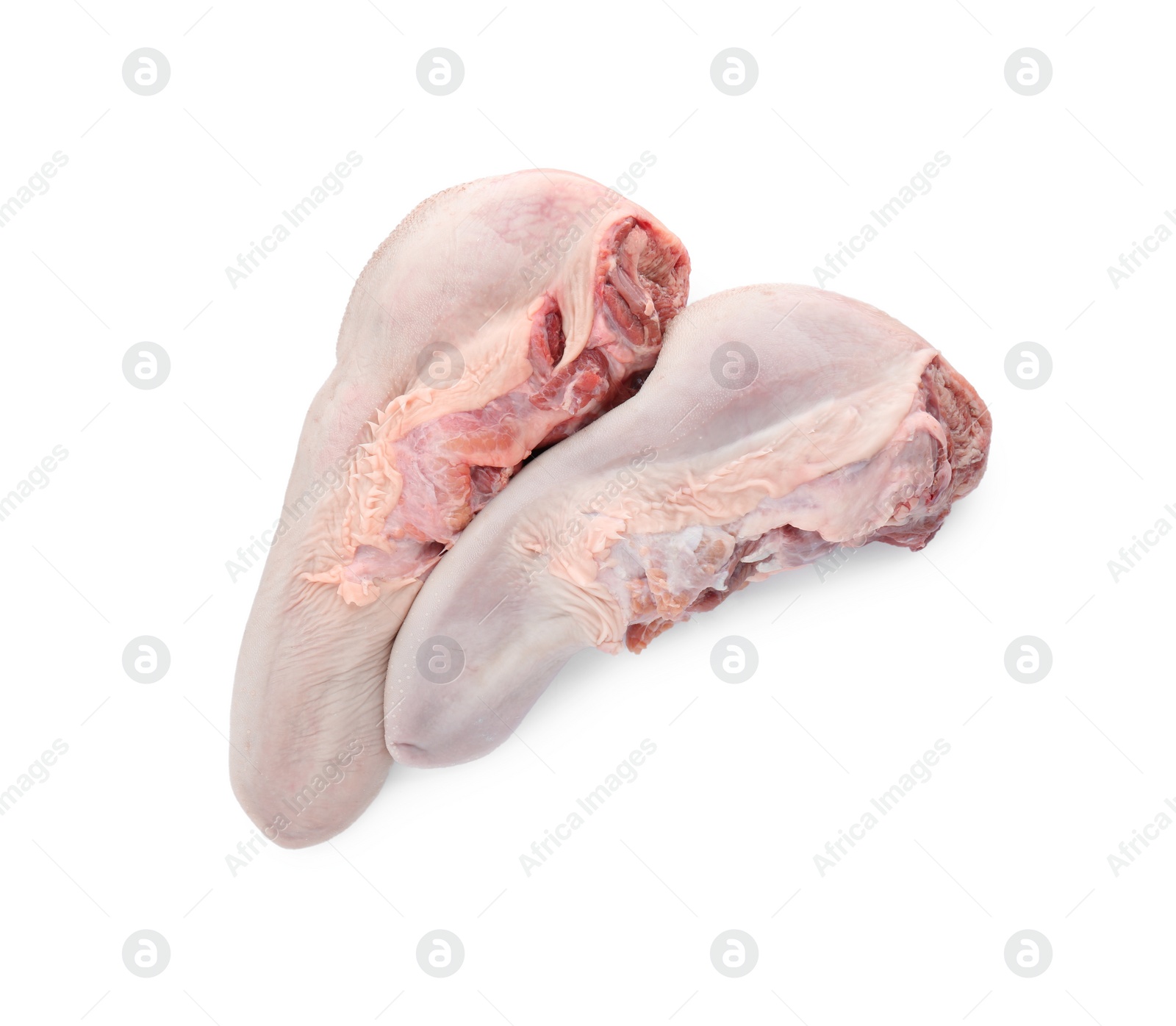 Photo of Two raw beef tongues isolated on white