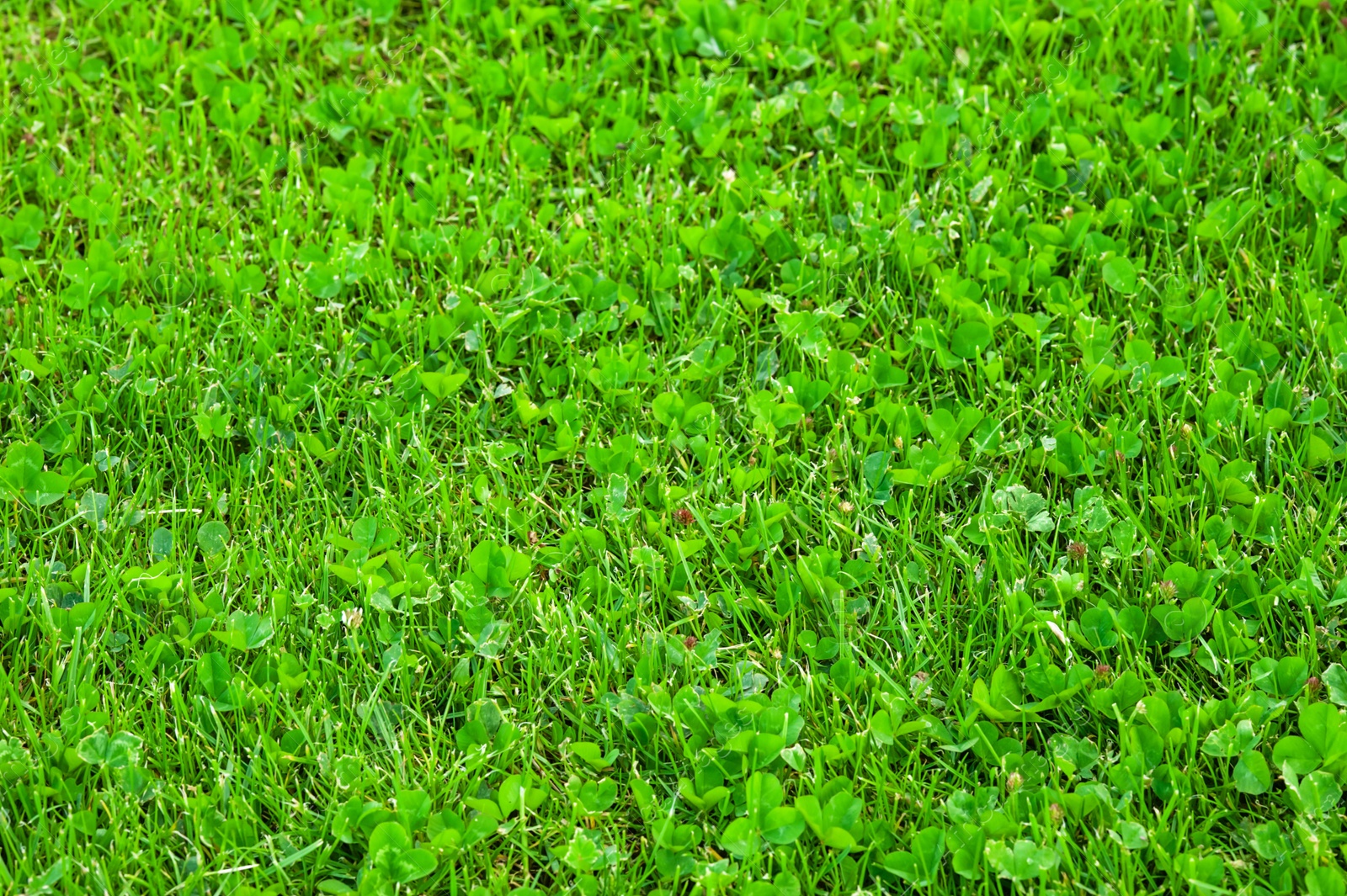 Photo of Beautiful green lawn with freshly mown grass as background, closeup