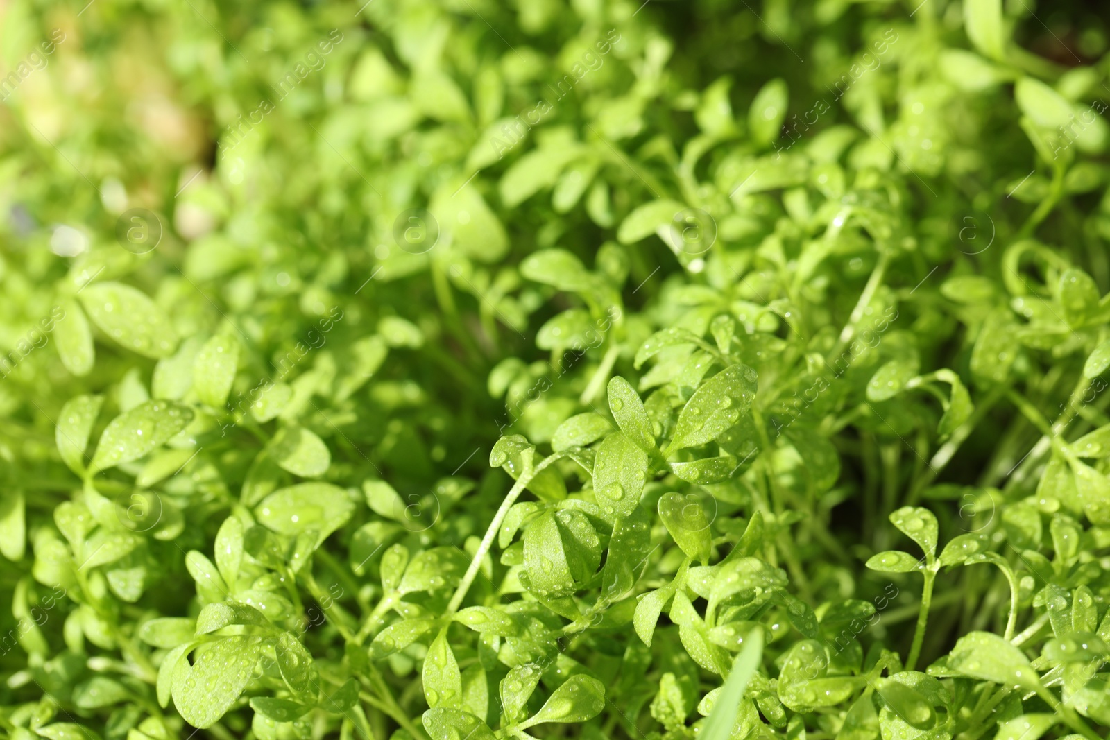 Photo of Fresh arugula microgreen with water drops growing on blurred background, closeup