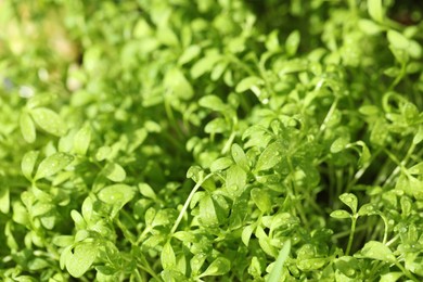 Photo of Fresh arugula microgreen with water drops growing on blurred background, closeup