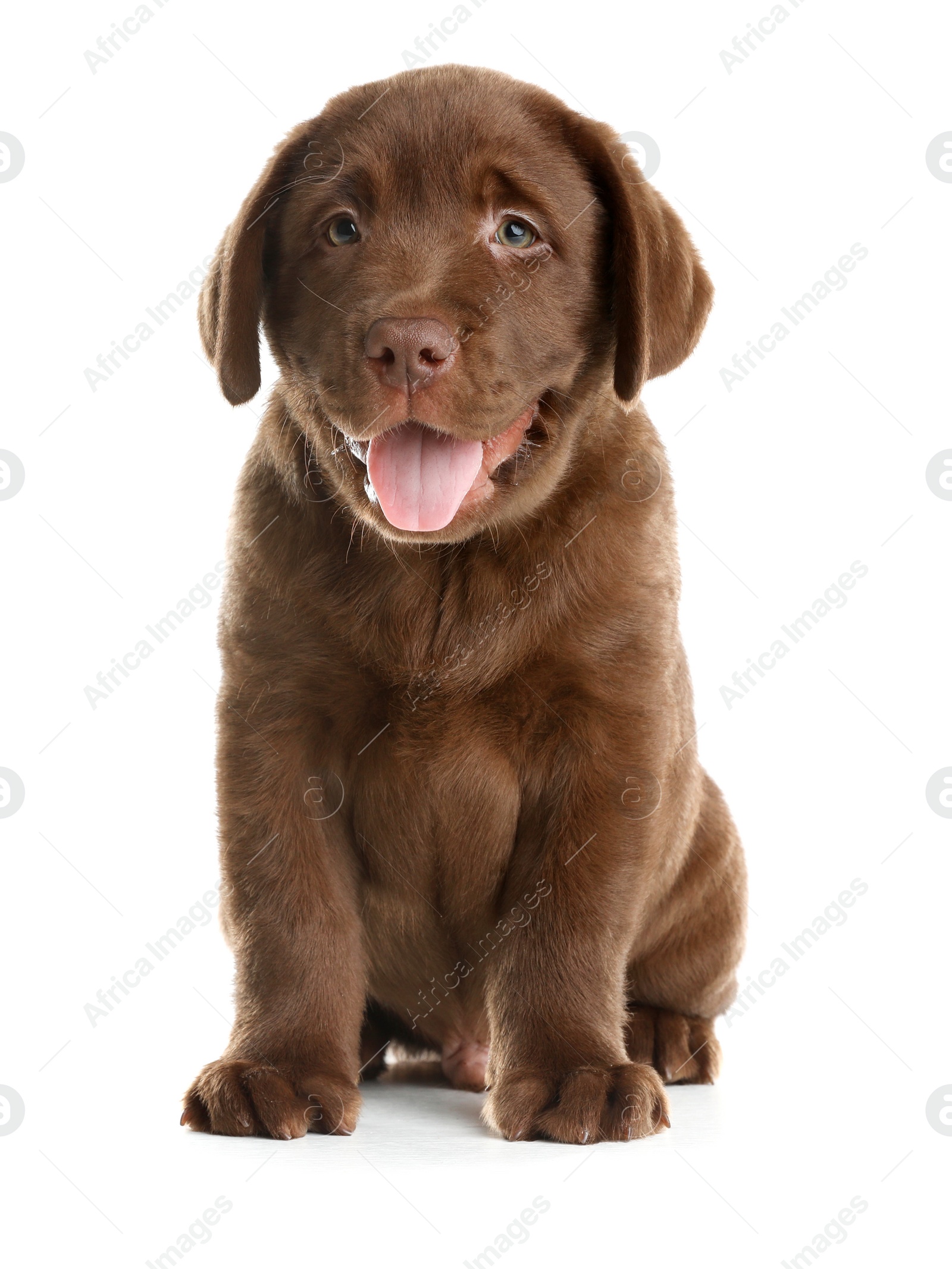 Photo of Chocolate Labrador Retriever puppy on white background