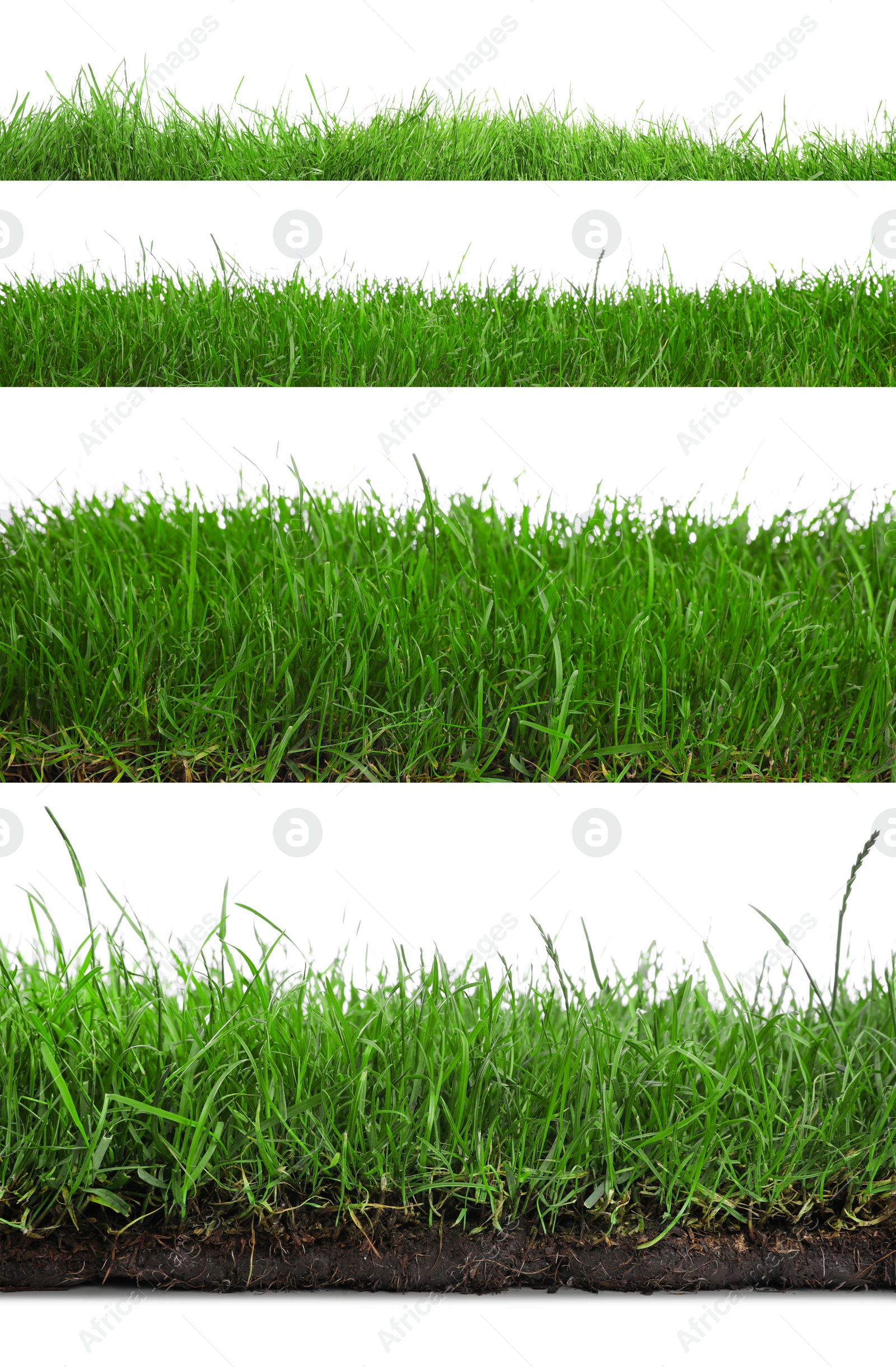 Image of Beautiful lush green grass on white background, collage