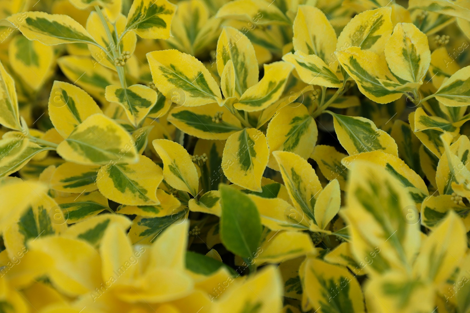 Photo of Beautiful winter creeper with bright leaves as background, closeup. Gardening concept